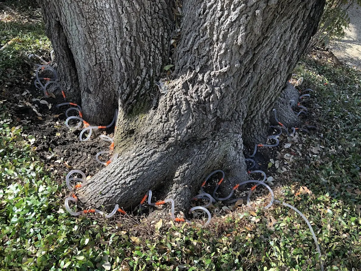 Detailed Tree Cabling and Bracing job site in Parker City