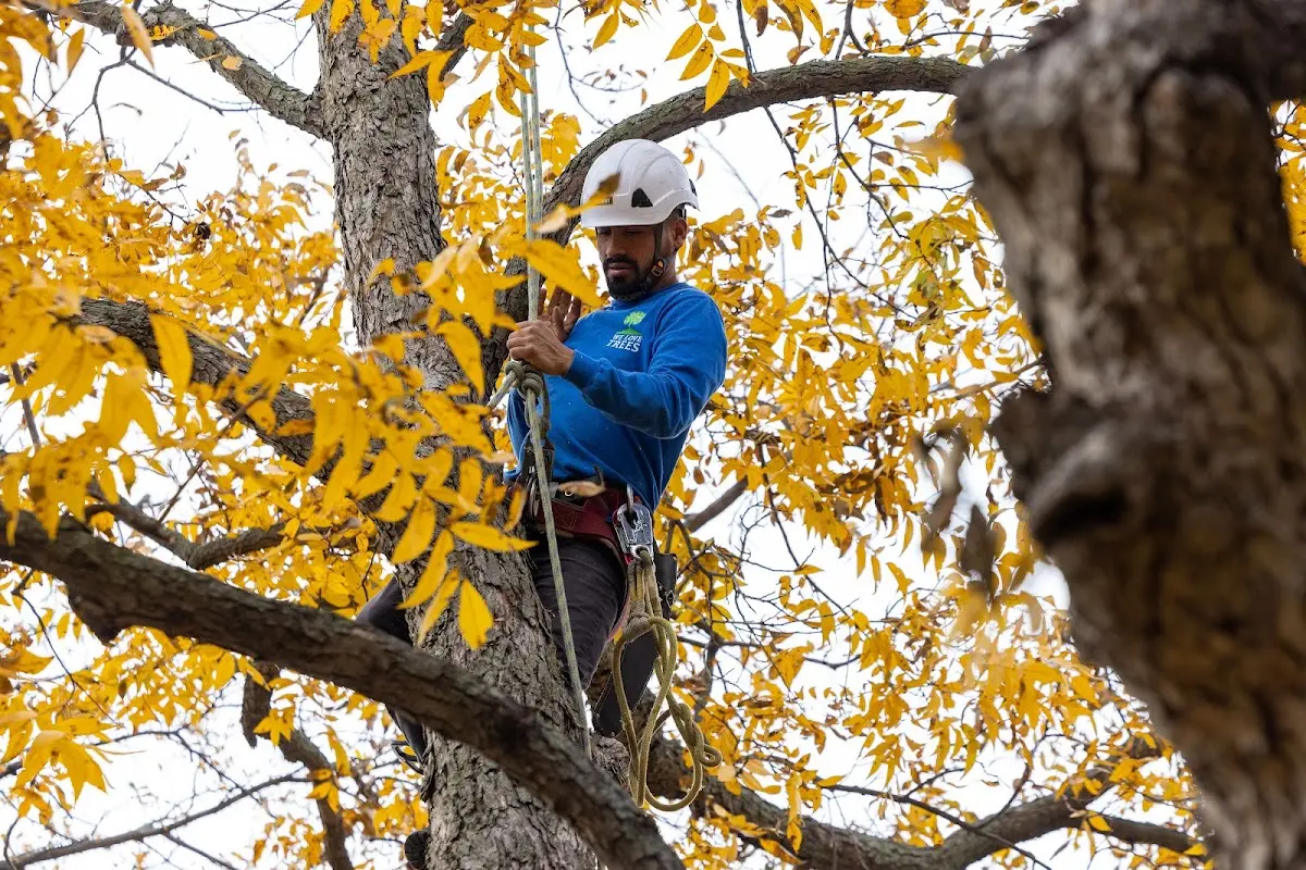 Skilled Tree Pruning crew working in Parker City