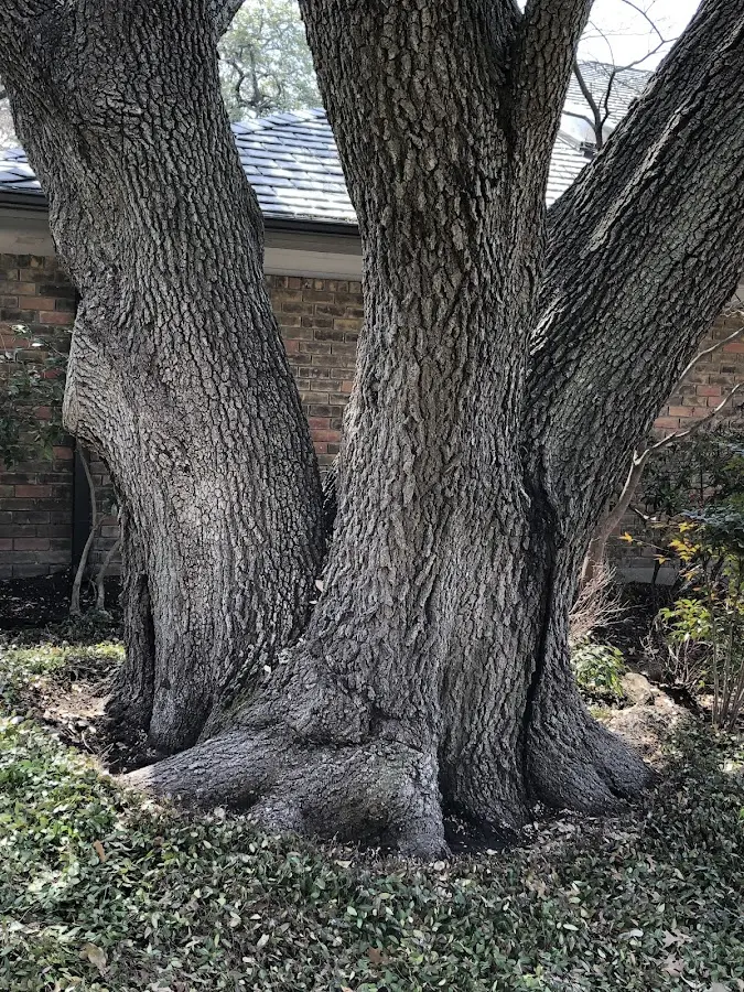Mature heritage tree close to a Parker City property cared for by certified arborists